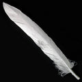 Feather Artificial Small Silver 10Pcs Cfs-Sr