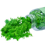 Jags Reindeer Moss 20 Grms Ligth Greeen Jim202
