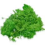 Jags Reindeer Moss 20 Grms Ligth Greeen Jim202