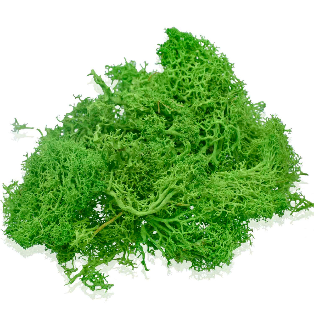 Jags Reindeer Moss 20 Grms Ligth Greeen Jim202