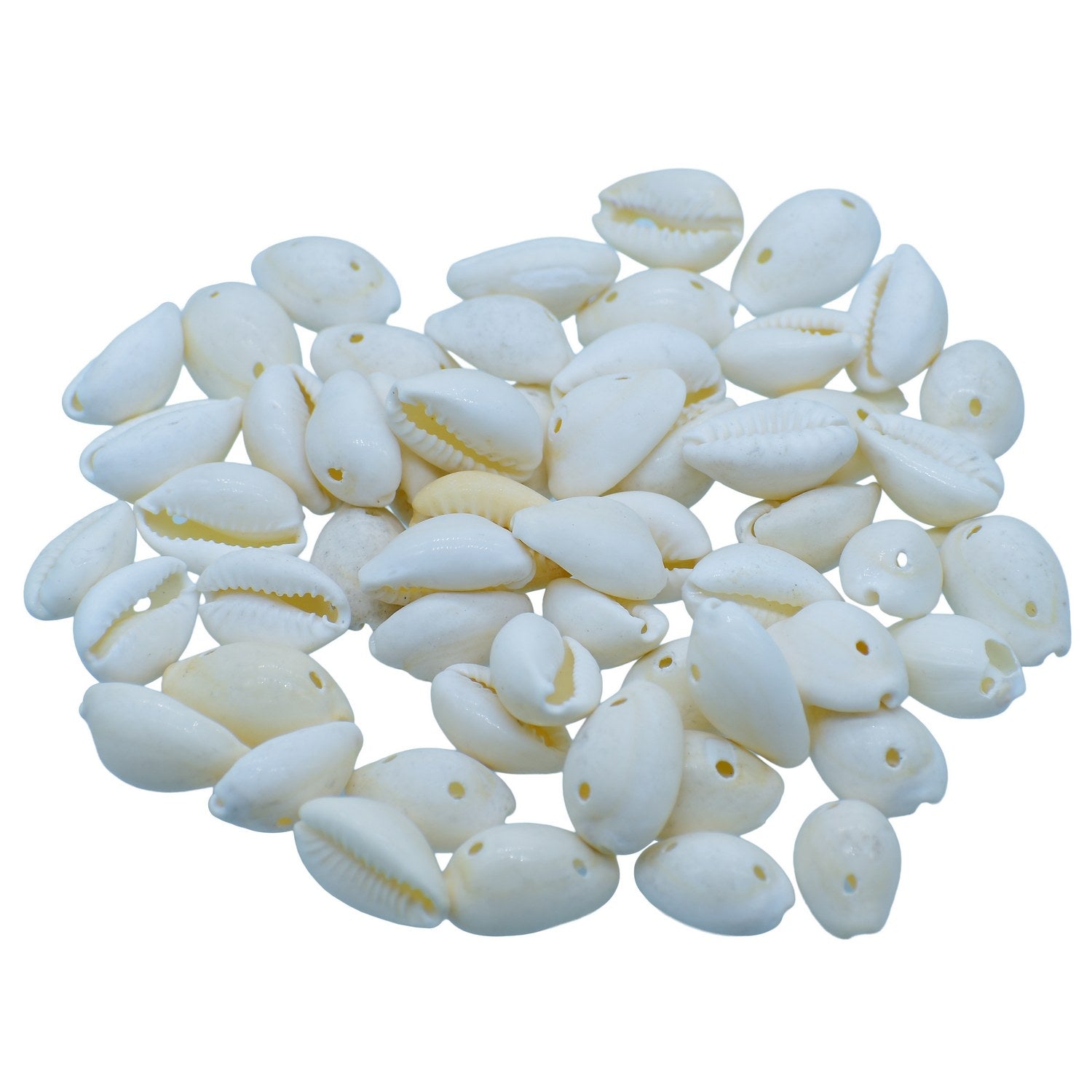 Shells Ordinary Cowdy 50gm White SAWC-03